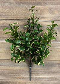 ITEM 11333 - 14" GOLDEN EUONYMUS BUSH