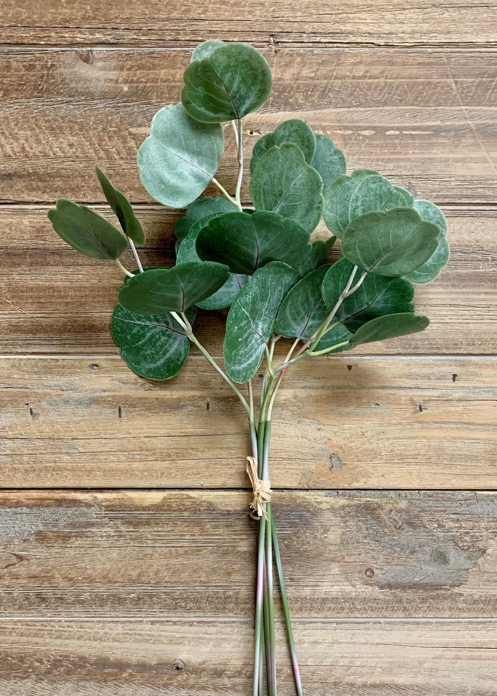 ITEM 11347 - 17" FRESH TOUCH SILVER DOLLAR EUCALYPTUS PICK -  5 PIECES TO A BUNDLE