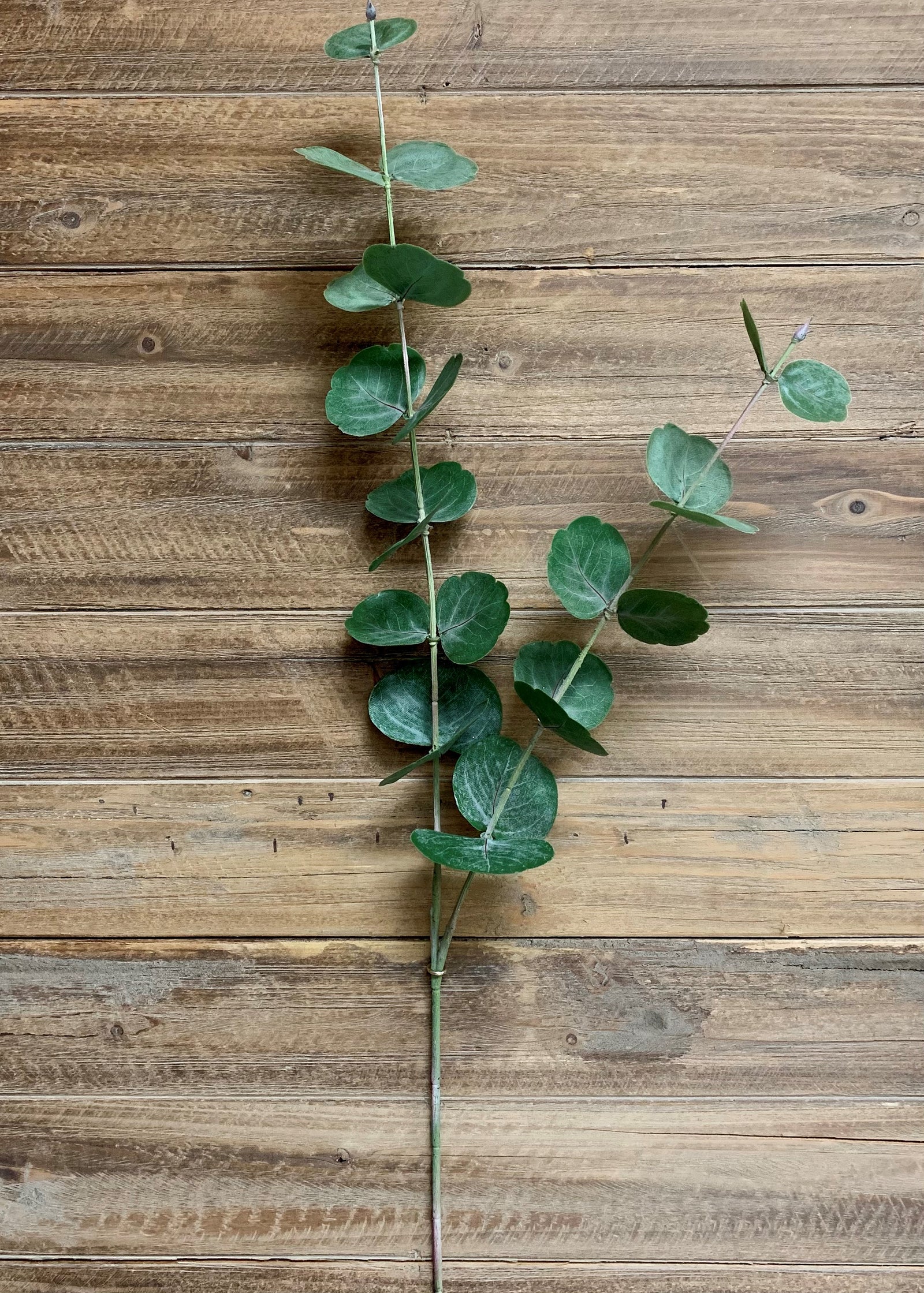 ITEM 11349 - 38" FRESH TOUCH SILVER DOLLAR EUCALYPTUS STEM