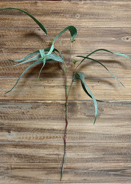 ITEM 11351 - 32" FRESH TOUCH FEATHER EUCALYPTUS SPRAY