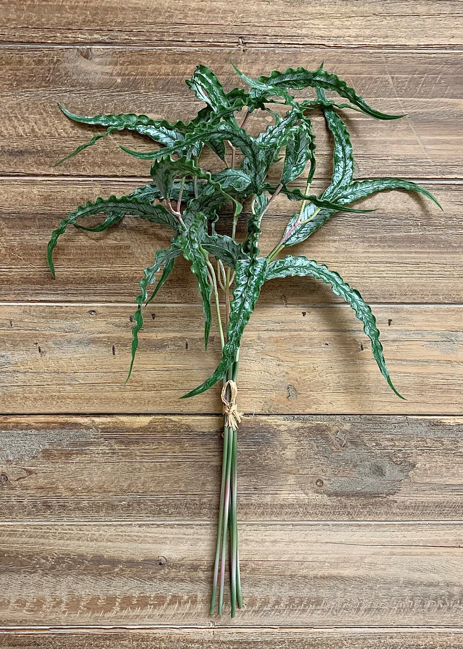 ITEM 11354 - 18.5" FRESH TOUCH CURLY EUCALYPTUS PICK X 5 PCS TO A BUNDLE