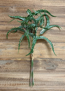 ITEM 11354 - 18.5" FRESH TOUCH CURLY EUCALYPTUS PICK X 5 PCS TO A BUNDLE