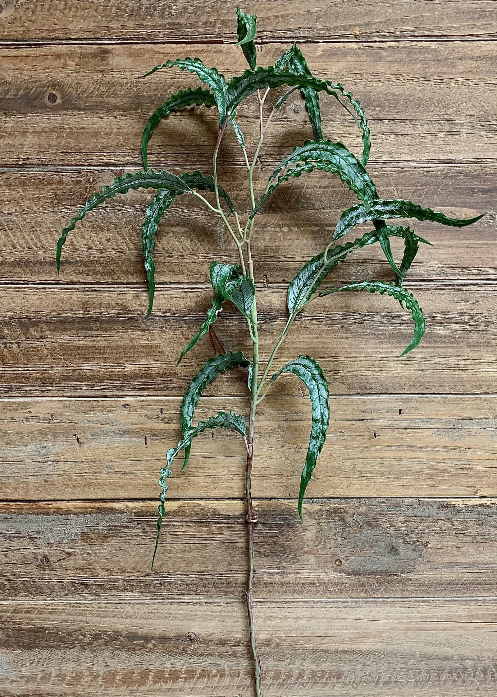 ITEM 11355 - 29.25" FRESH TOUCH CURLY EUCALYTUS SPRAY