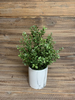 ITEM 11358 - 14" MODERN BOXWOOD BUSH POTTED