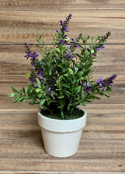 ITEM 11368 PUR - 9" PURPLE SWEET VERONICA BUSH POTTED