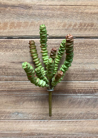 ITEM 11376 -  8' HOTTEN TOT SUCCULENT STEM