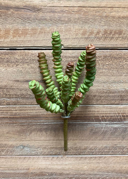 ITEM 11376 -  8' HOTTEN TOT SUCCULENT STEM