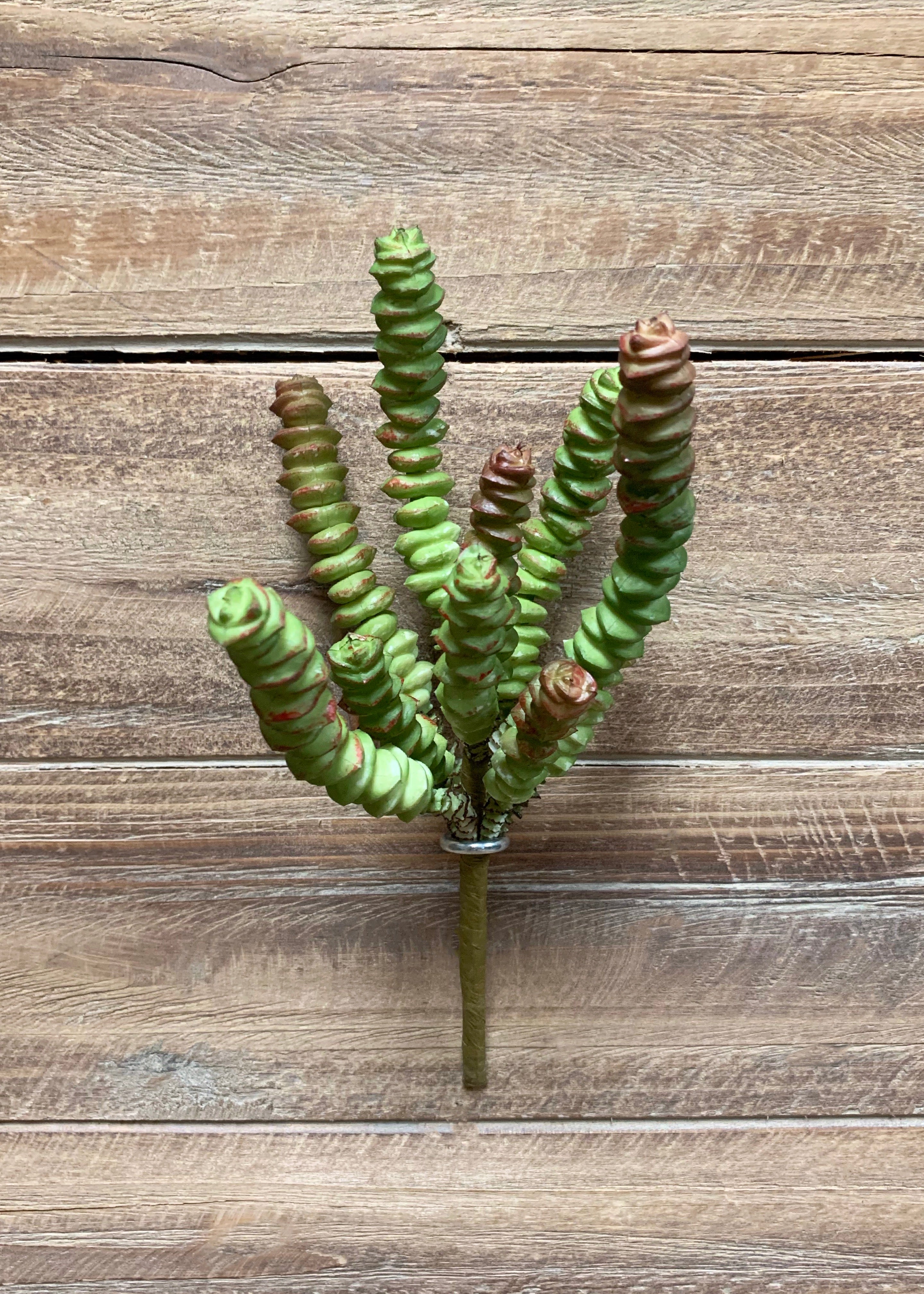 ITEM 11376 -  8' HOTTEN TOT SUCCULENT STEM