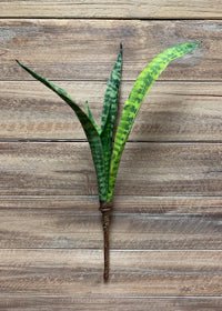 ITEM 11377 -  18" MOTHER IN LAW TONGUE PLANT