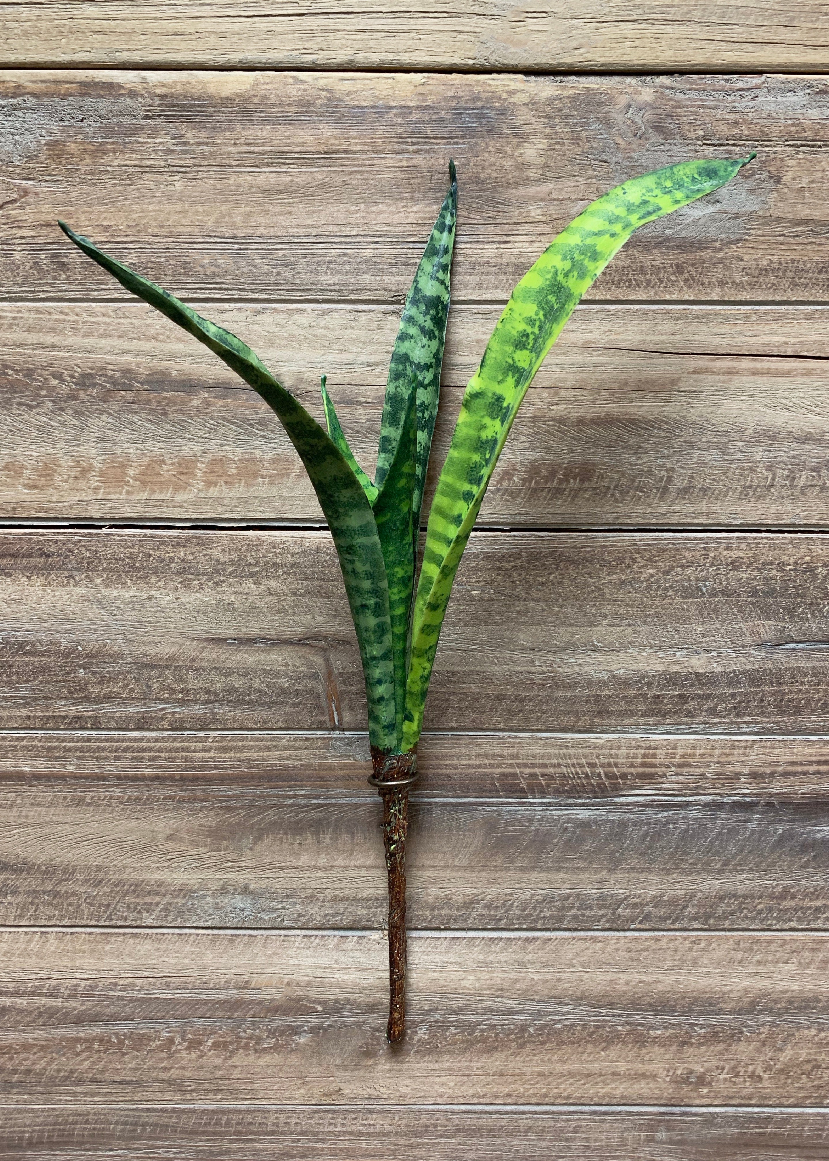 ITEM 11377 -  18" MOTHER IN LAW TONGUE PLANT