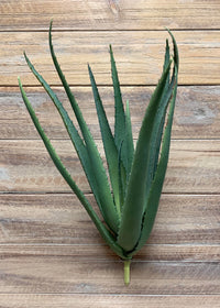 ITEM 11378 -  18" ALOE BUSH X 10 LVS