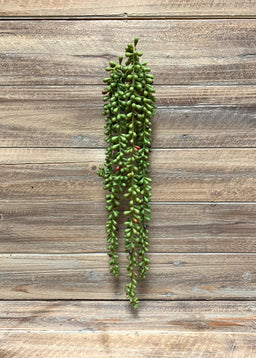 ITEM 11397 - 21" BURGUNDY GREEN DONKEY TAIL HANGING STEM