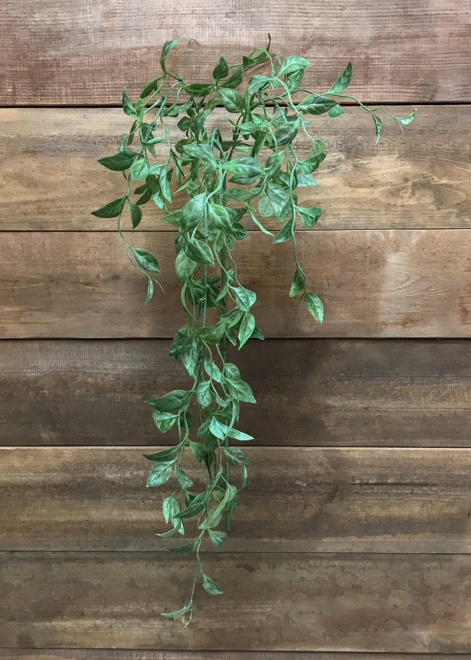 ITEM 11402- 42" PERESKIA ACULEATA HANGING SPRAY X 3