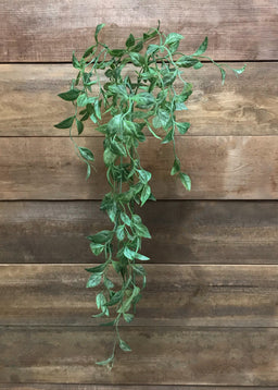 ITEM 11402- 42" PERESKIA ACULEATA HANGING SPRAY X 3