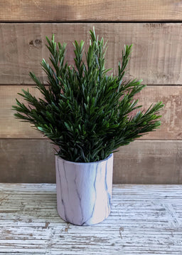 ITEM 11411 - 13" ROSEMARY BUSH IN POT