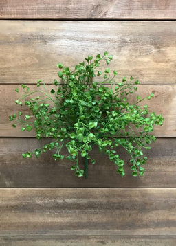 ITEM 11415 - 13" BABY TEARS BUSH X 5