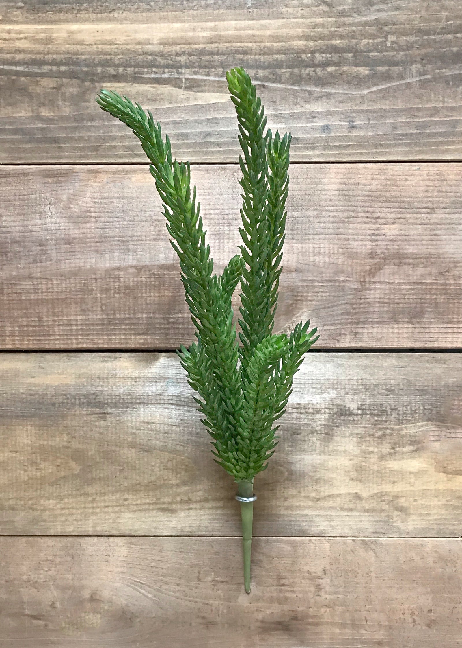 ITEM 11417 - 15" FRESH TOUCH SENECIO PICK