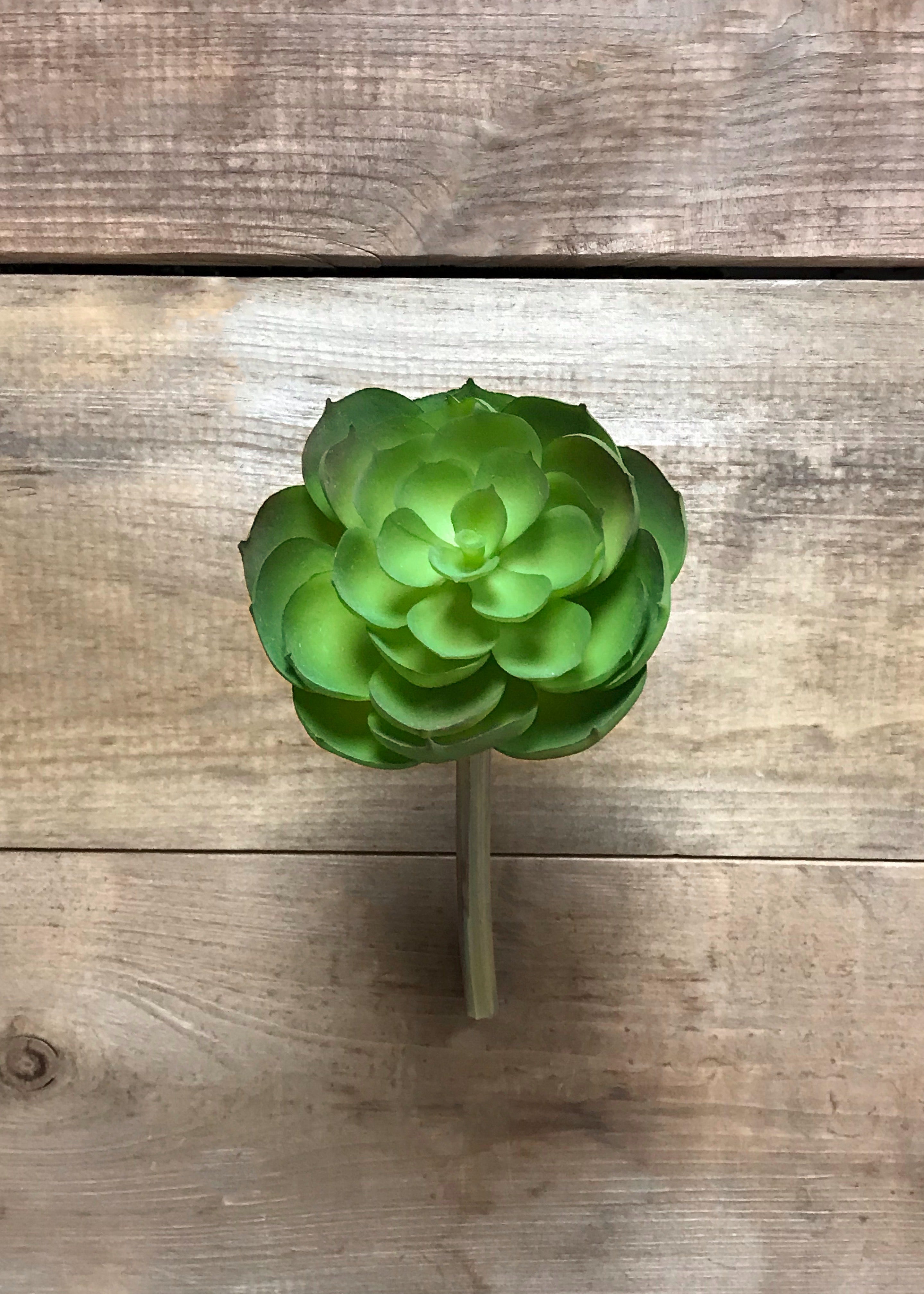 ITEM 11418 - 3.5"X3.5"X6" ECHEVERIA PICK