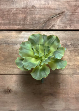 ITEM 11420 - 5.5X5.5X6IN GREY GREEN CURLY ECHEVERIA PICK