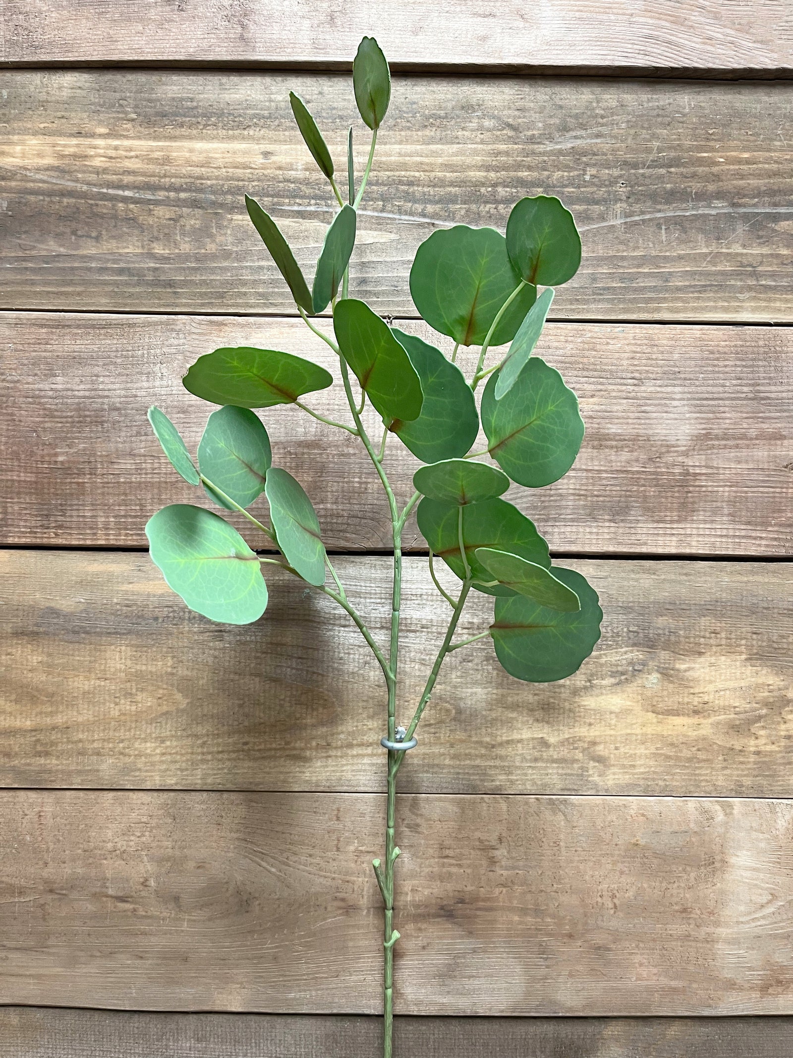 ITEM 11428 - 30" GREEN FRESH TOUCH SILVER DOLLAR EUCALYPTUS SPRAY