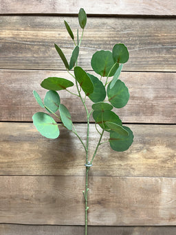 ITEM 11428 - 30" GREEN FRESH TOUCH SILVER DOLLAR EUCALYPTUS SPRAY