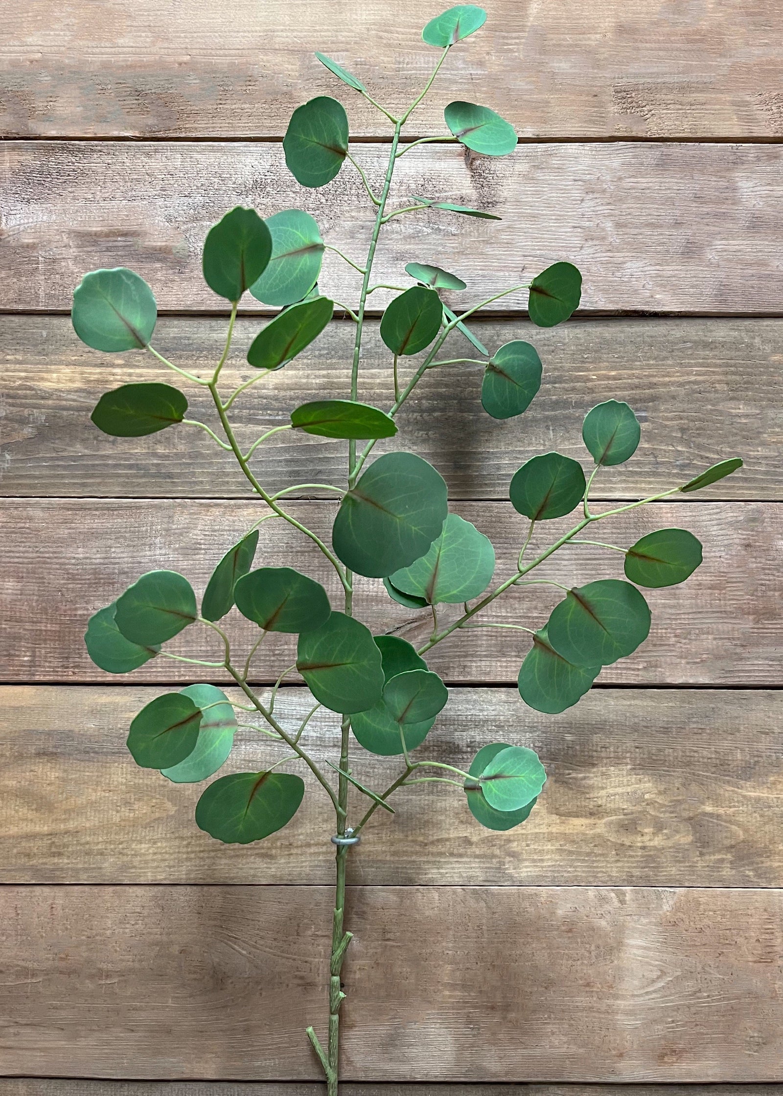 ITEM 11429 - 45.5" GREEN FRESH TOUCH SILVER DOLLAR EUCALYPTUS SPRAY