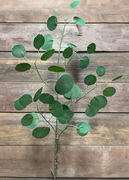 ITEM 11429 - 45.5" GREEN FRESH TOUCH SILVER DOLLAR EUCALYPTUS SPRAY