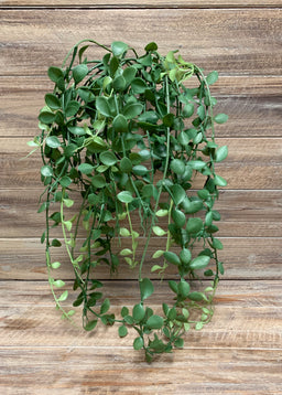 ITEM 12238 - 30" BUTTON LEAF HANGING BUSH