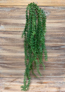 ITEM 12240 - 34"  HANGING HUPERZIA BUSH