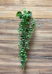 ITEM 12244 - 25" EUCALYPTUS VINE