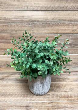 ITEM 12249 - 9" EUCALYPTUS BUSH IN CEMENT POT