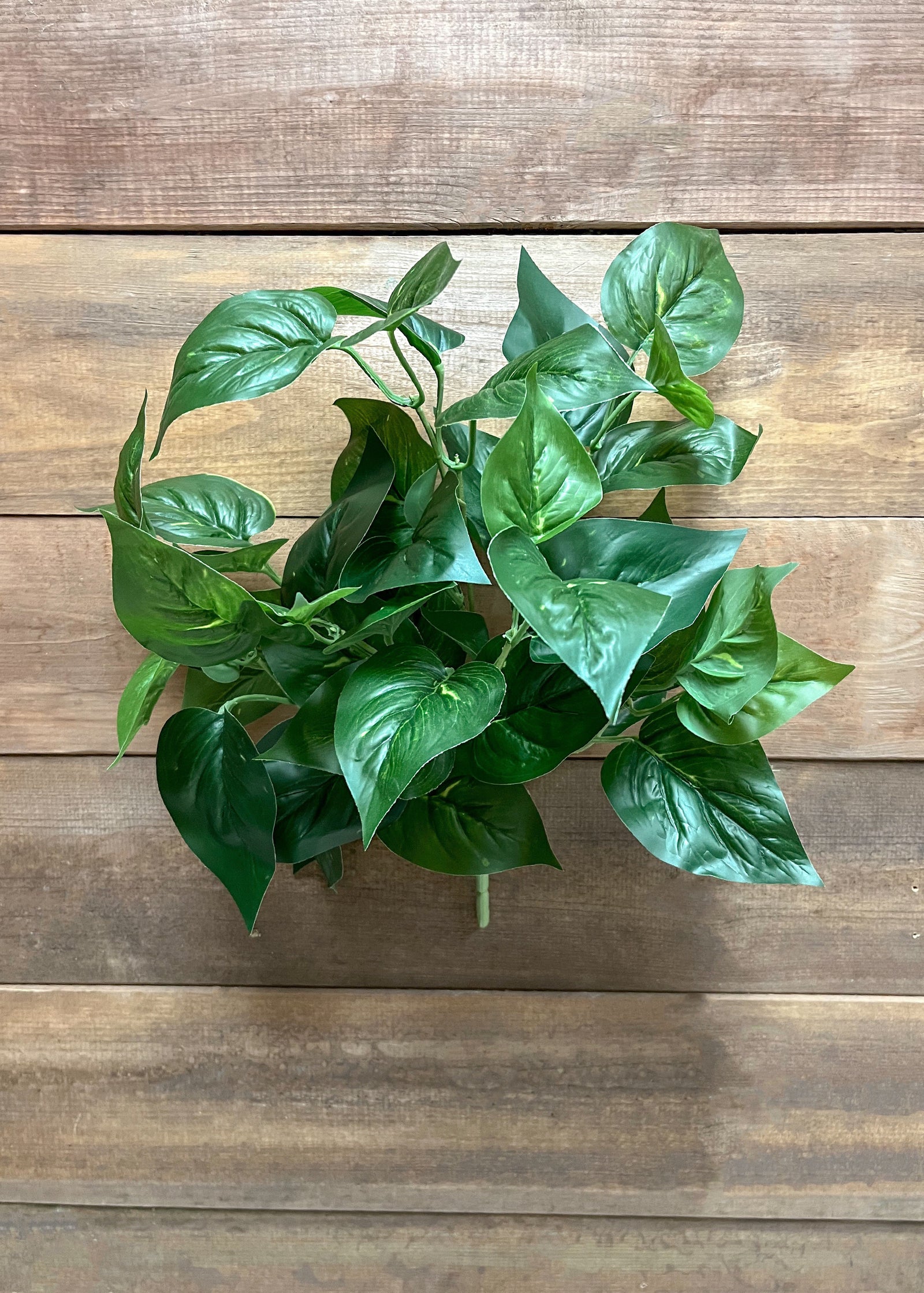 ITEM 12266 - 15" GREEN POTHOS BUSH