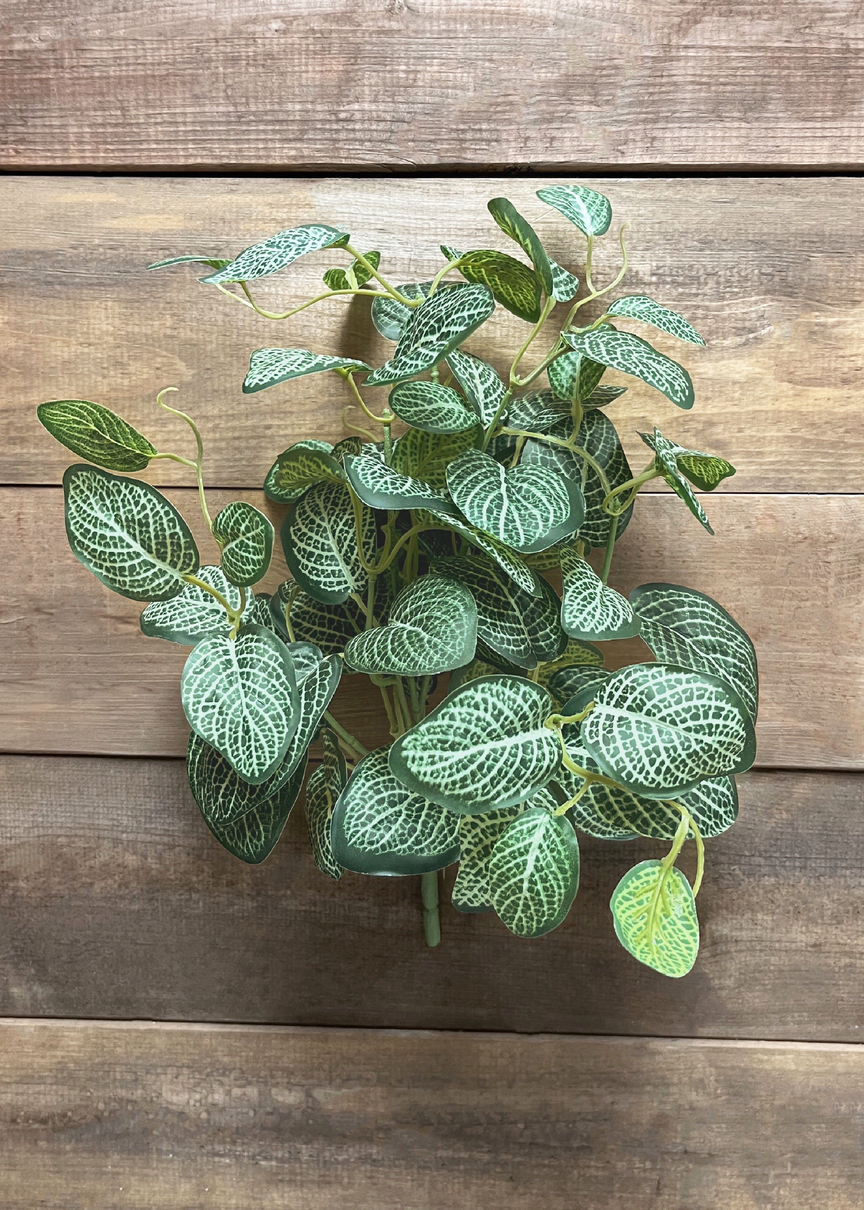 ITEM 12270 - 15" WHITE GREEN MINI FITTONIA BUSH X7