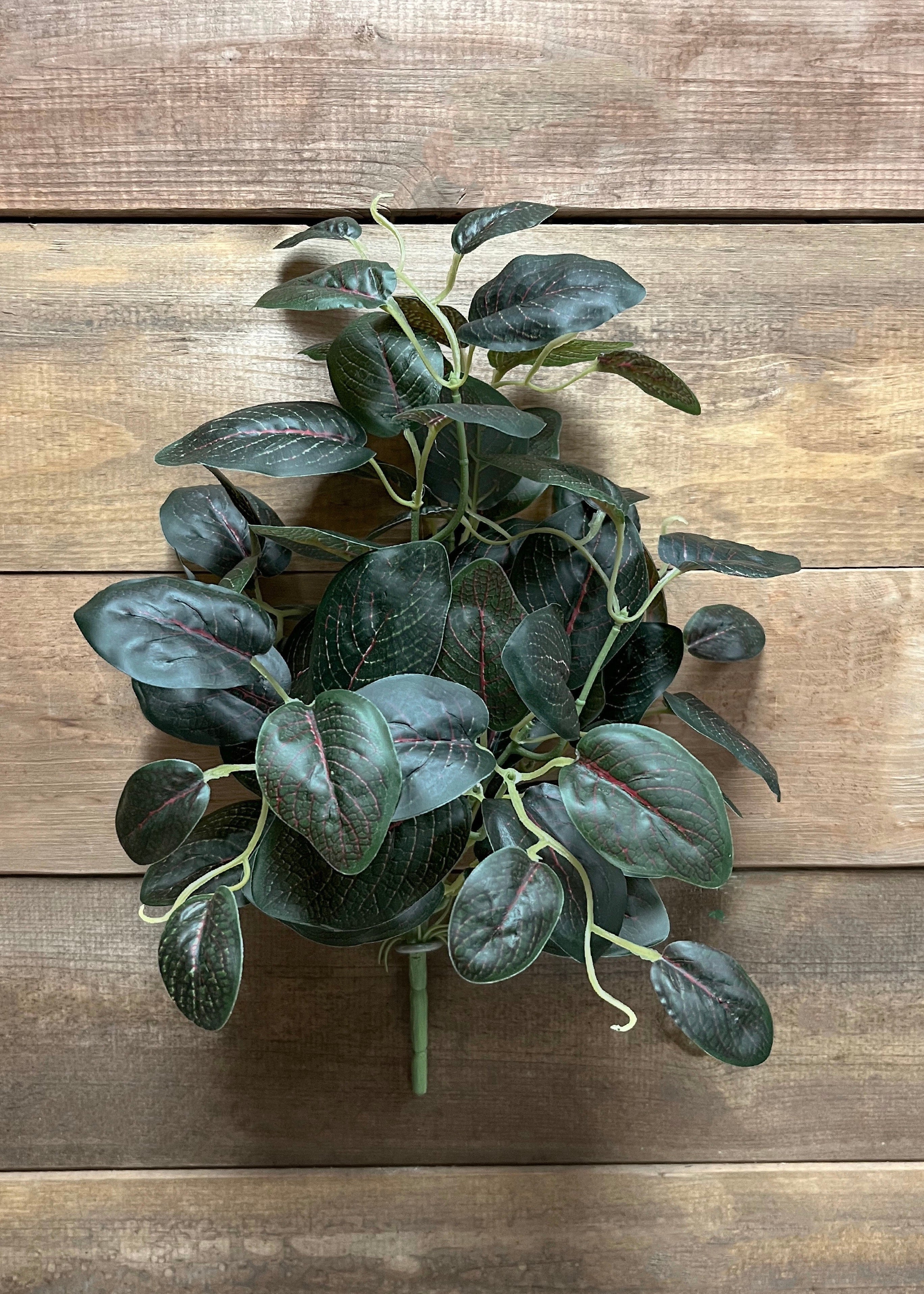 ITEM 12271 - 15" RED GREEN MINI FITTONIA BUSH X7