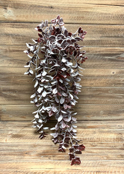 ITEM 81599 BUR - 29" SNOWY BURGUNDY AGALIA HANGING BUSH