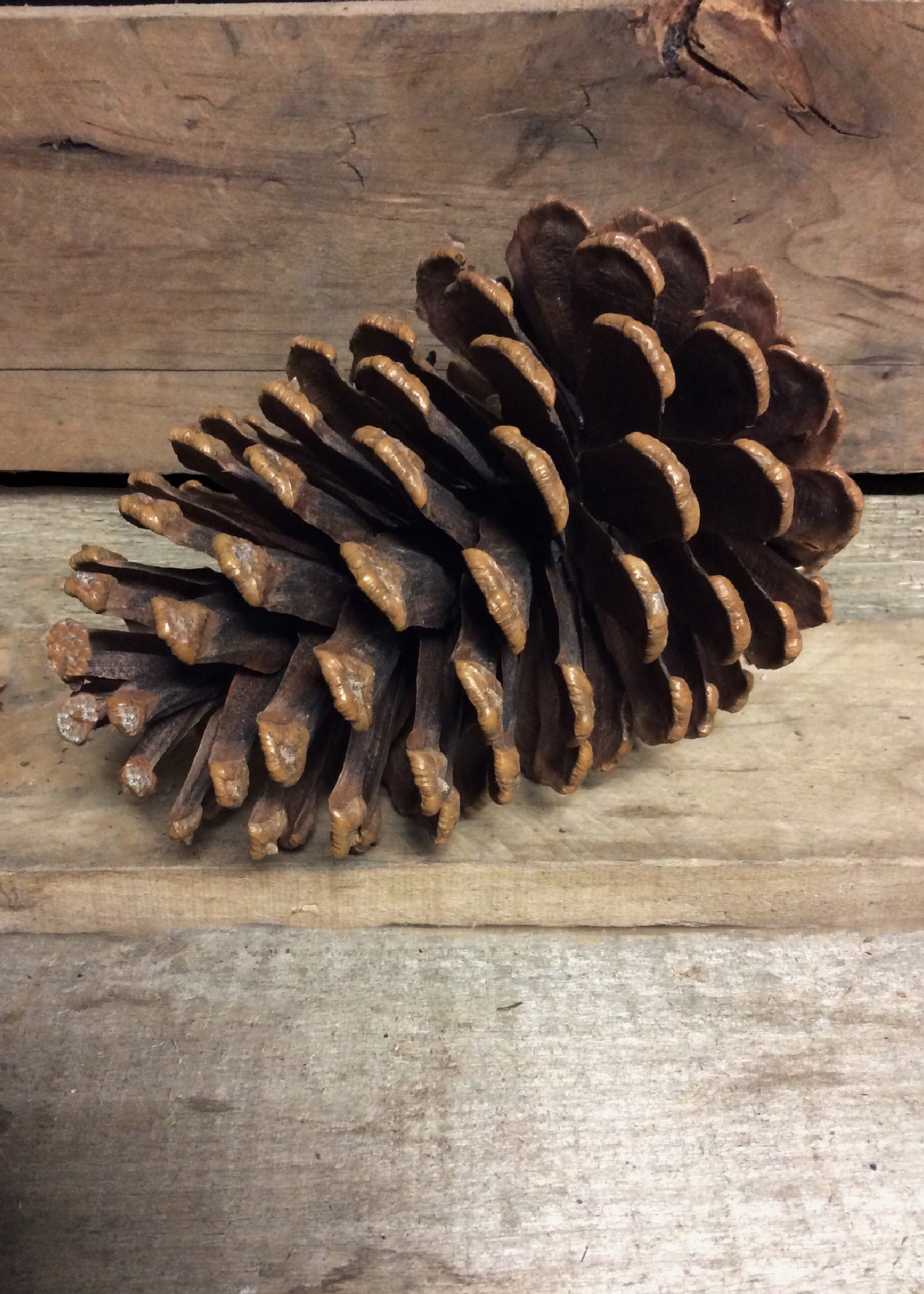 ITEM CONE3 -  13-15CM LARGE PINE CONE W/WIRE--12 PC TO BAG